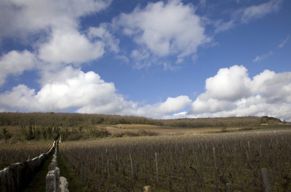 Replanting in Autumn of 2015