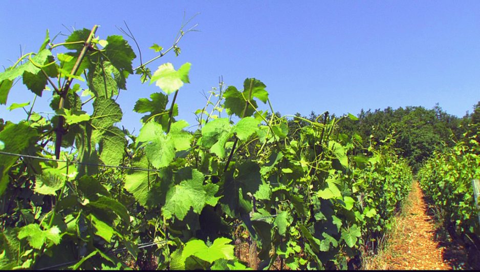 Yannick Champ presents our 2015 wines