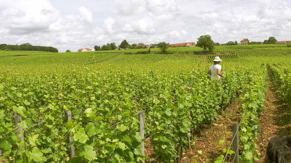 Topping the vines of the Cloud june 2018