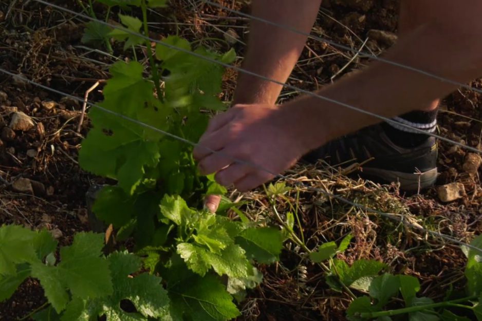 Jean-Lucien et François the taskers at Clos des Corvées