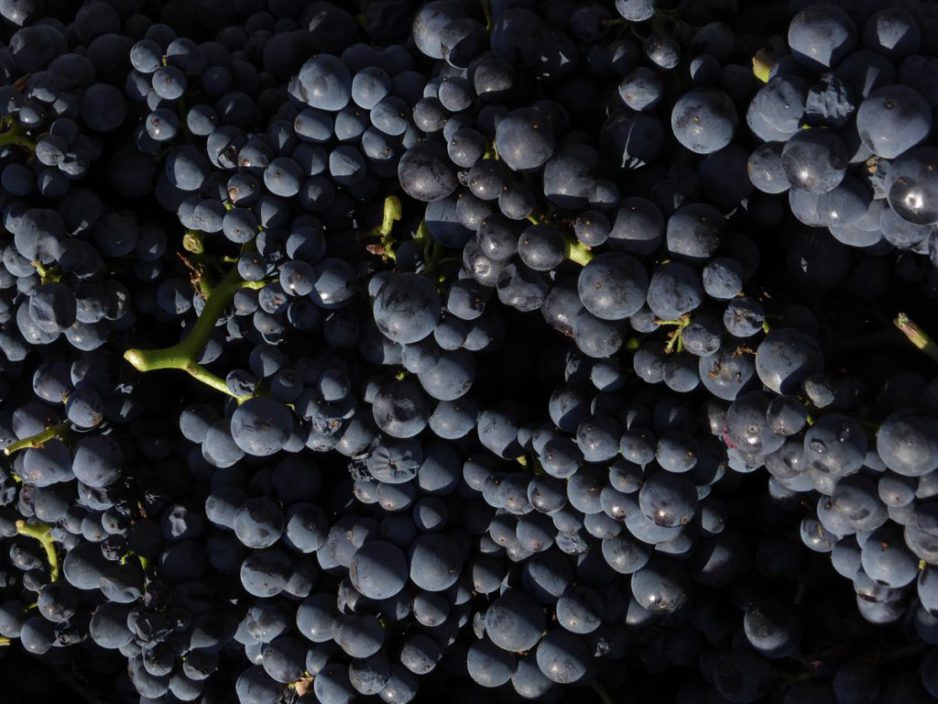Vendange et vinification 2018