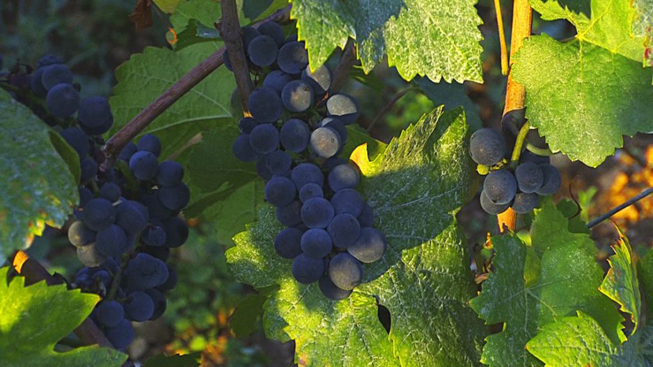 L&rsquo;administration des vendanges