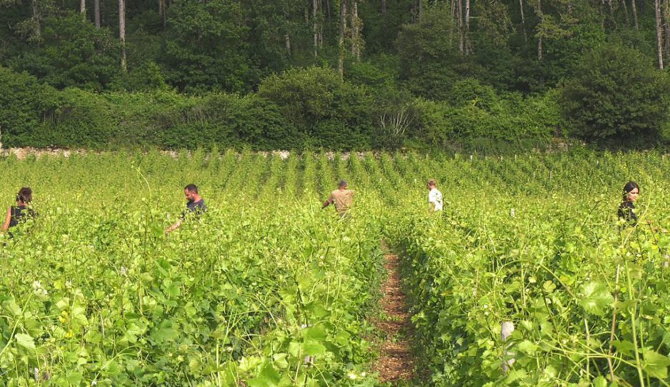 Raising the wires in Clos de Bèze june 2018