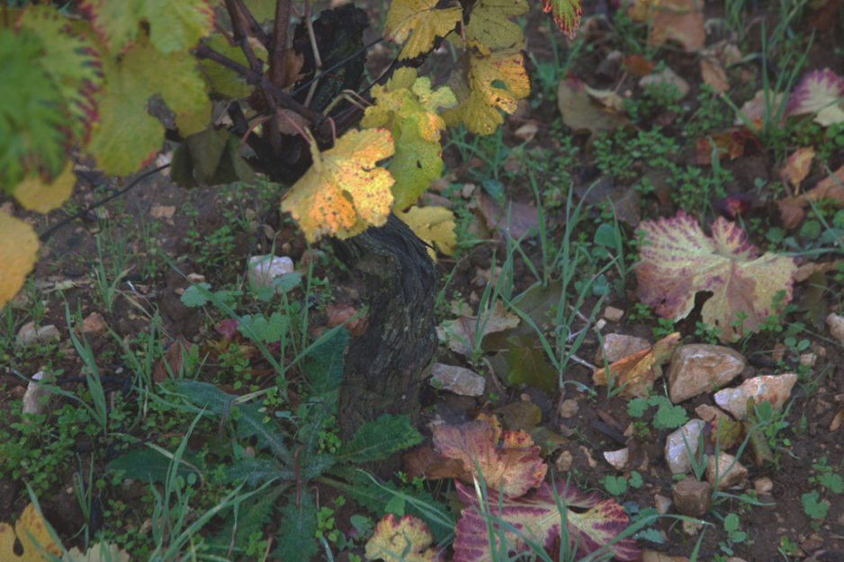 – Thinning, lifting and pruning