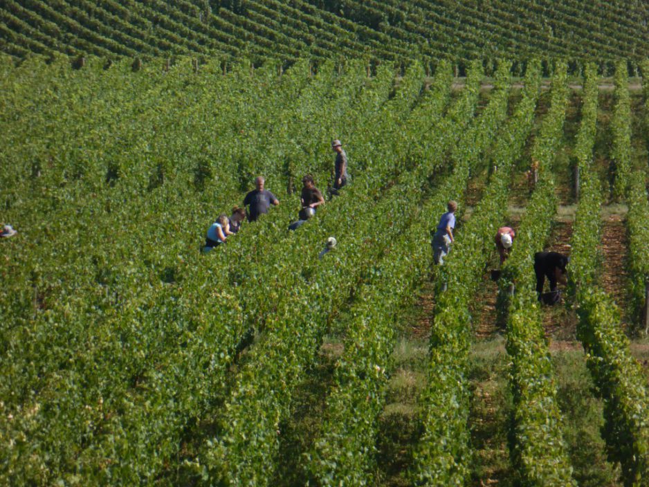 Yannick Champ speaks about 2016 harvesting