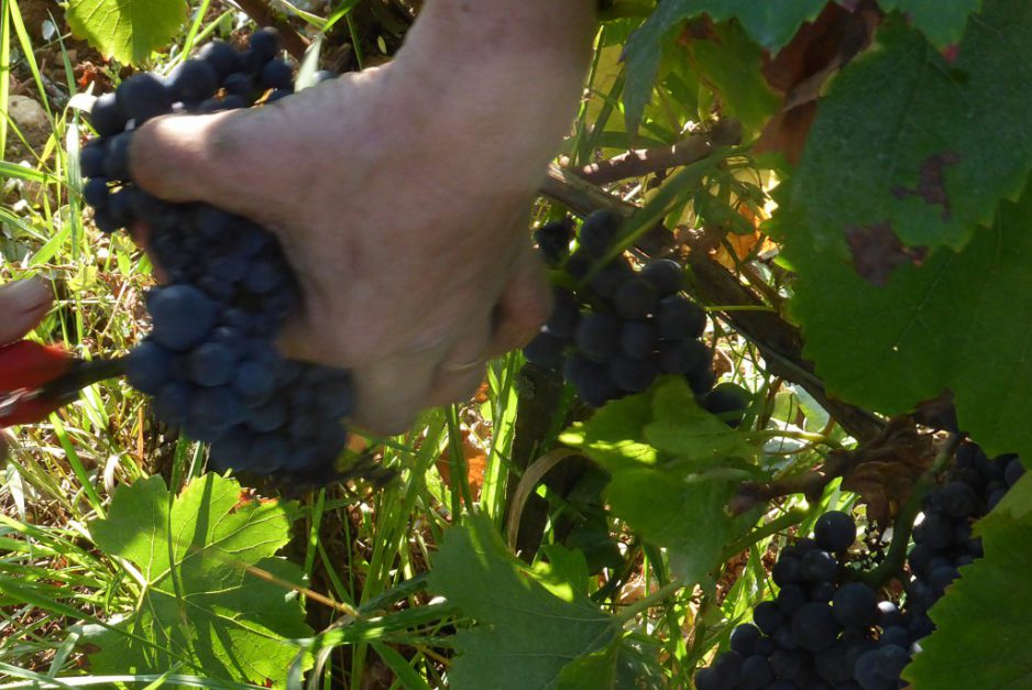 Millesime 2016 : the film