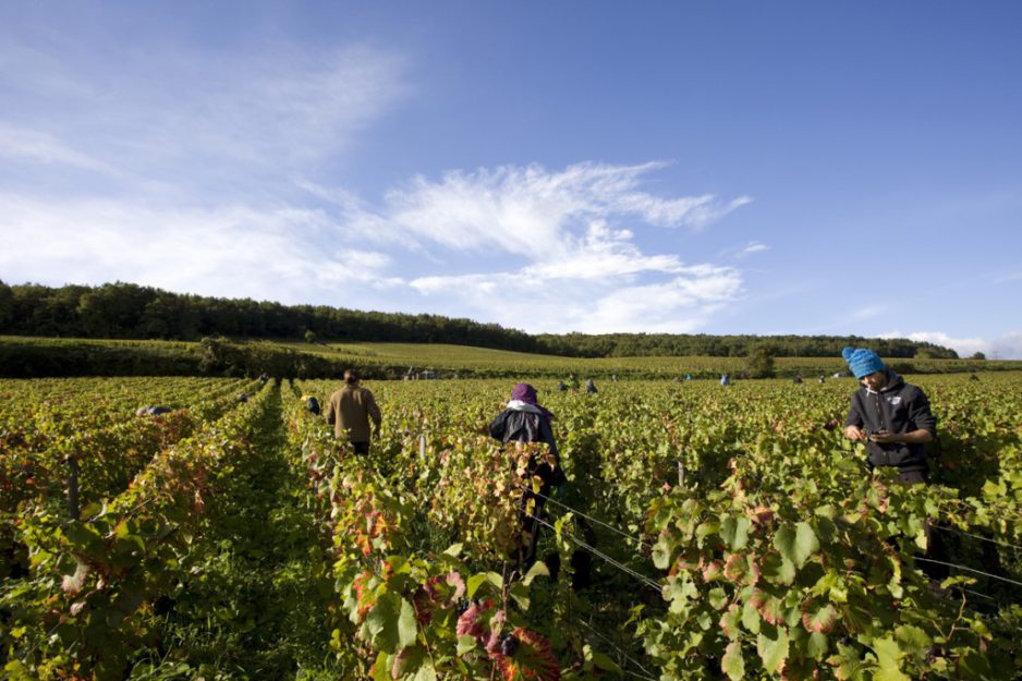 2010 Harvesting, the film