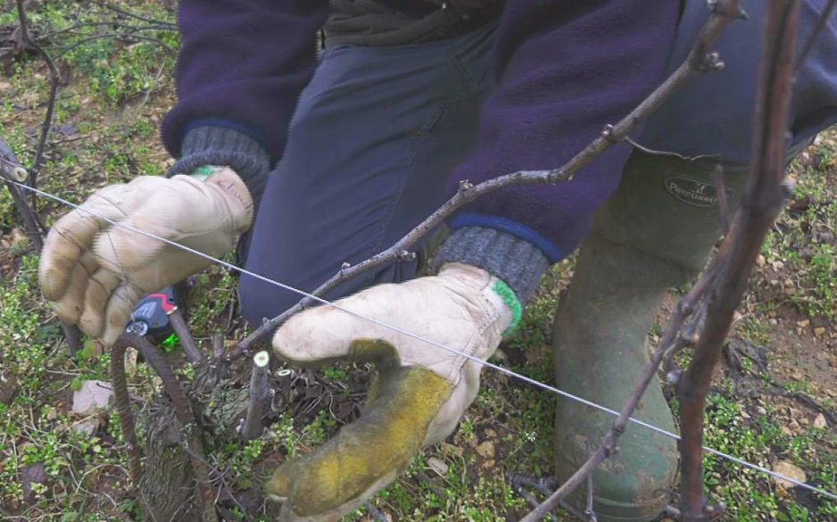 2018: The new Guyot Poussard pruning