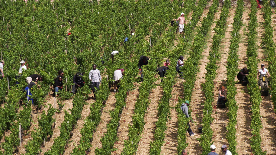 Vendange et vinification 2020