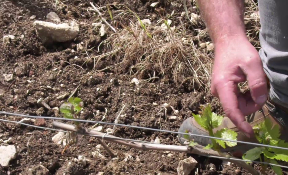 2021: un millésime sous le gel, par Laurent Mottey
